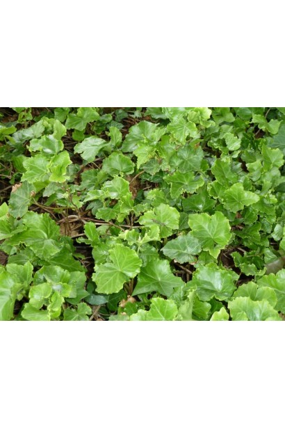 Hedera helix Parsley Crested як ґрунтопокривна рослина